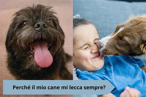 perché il mio cane mi lecca sempre le mani|More.